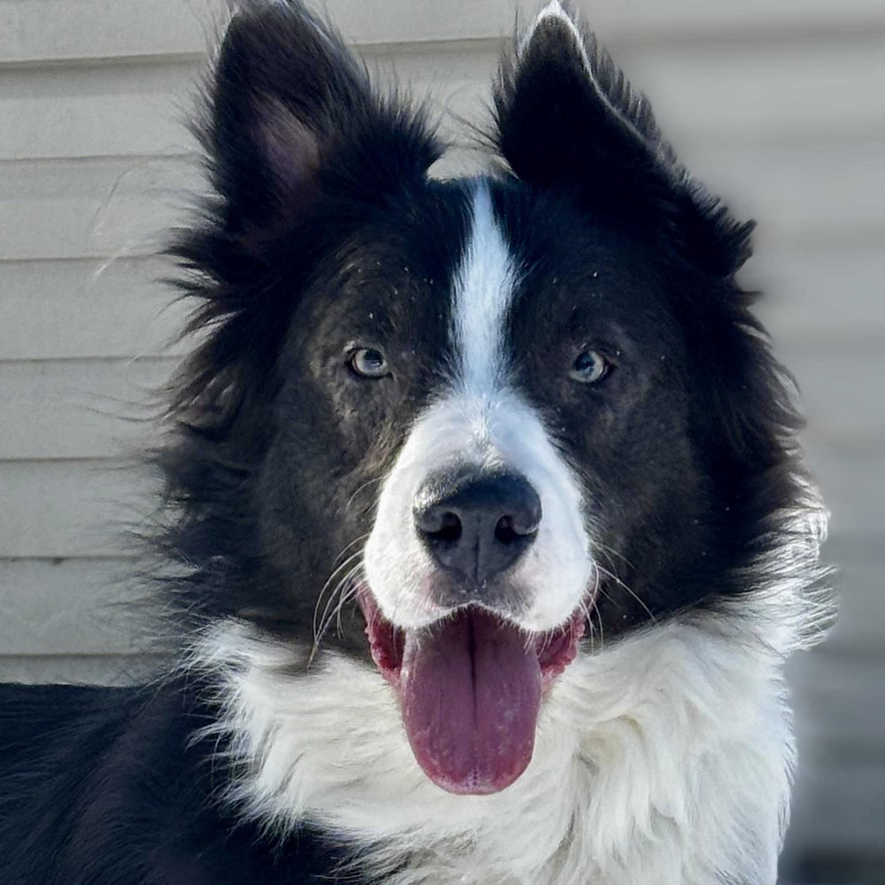 Romeo, Adult Male Australian Shepherd