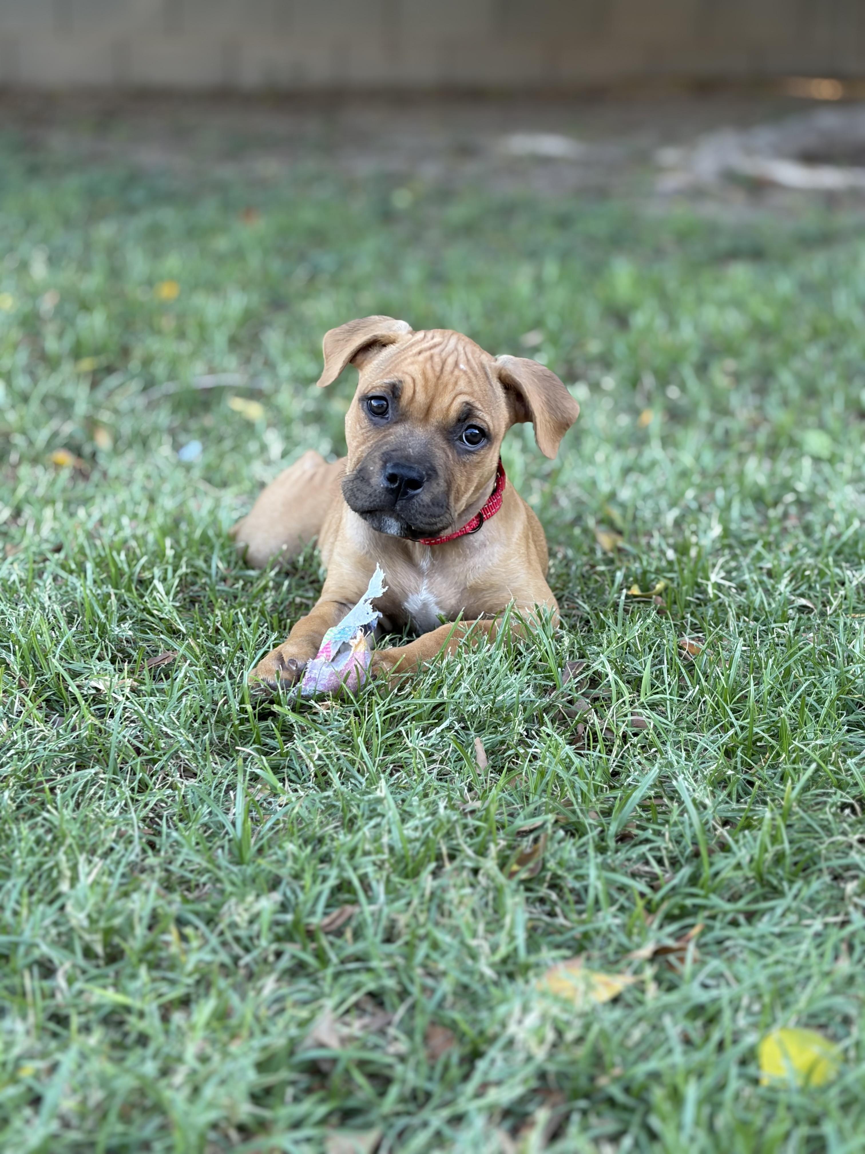 Rose, Adopted, Puppy Female American Staffordshire Terrier & Boxer.