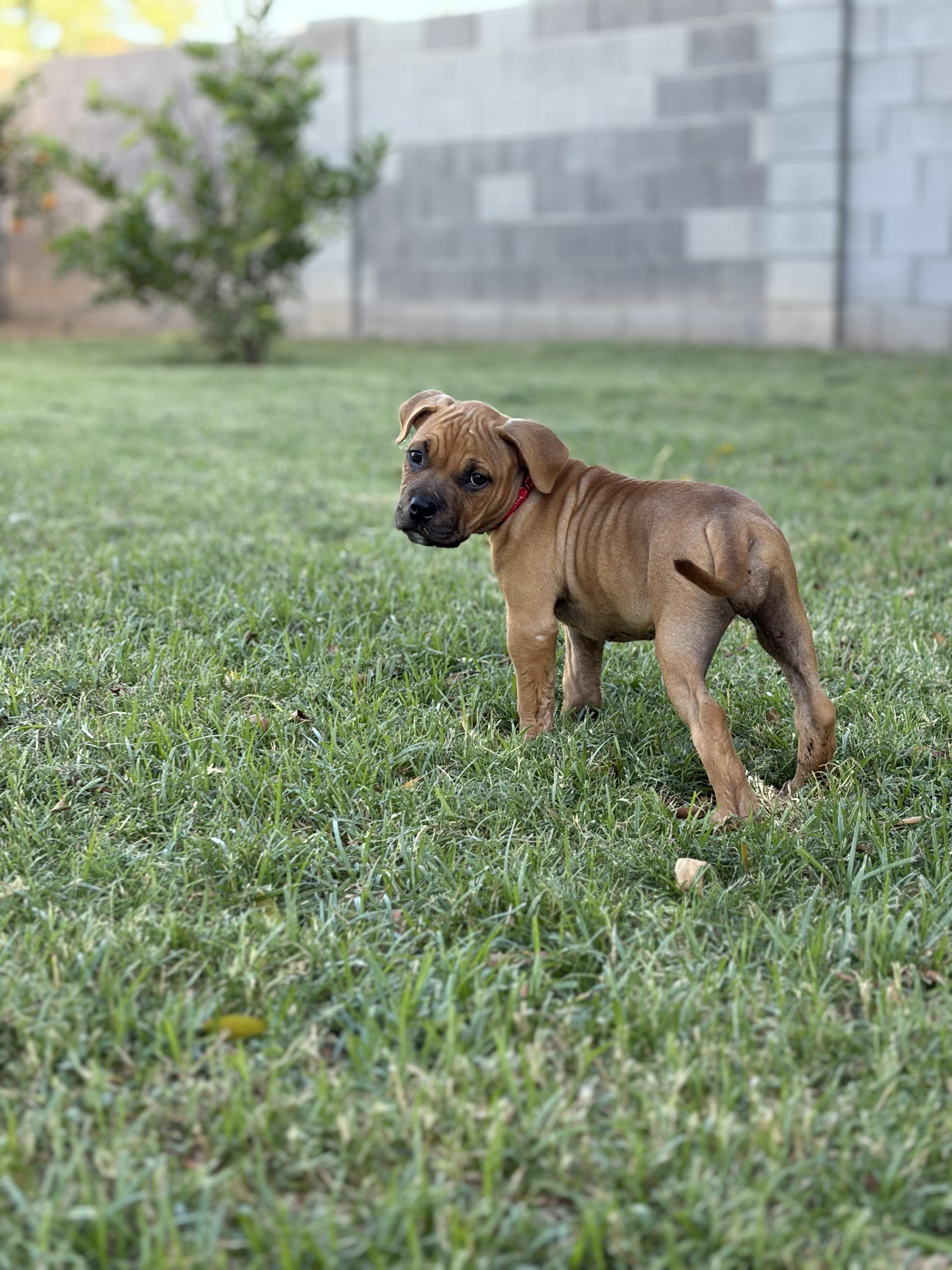 Enlarge Rose, a Adopted mixed breed in Chandler, AZ image 3/4