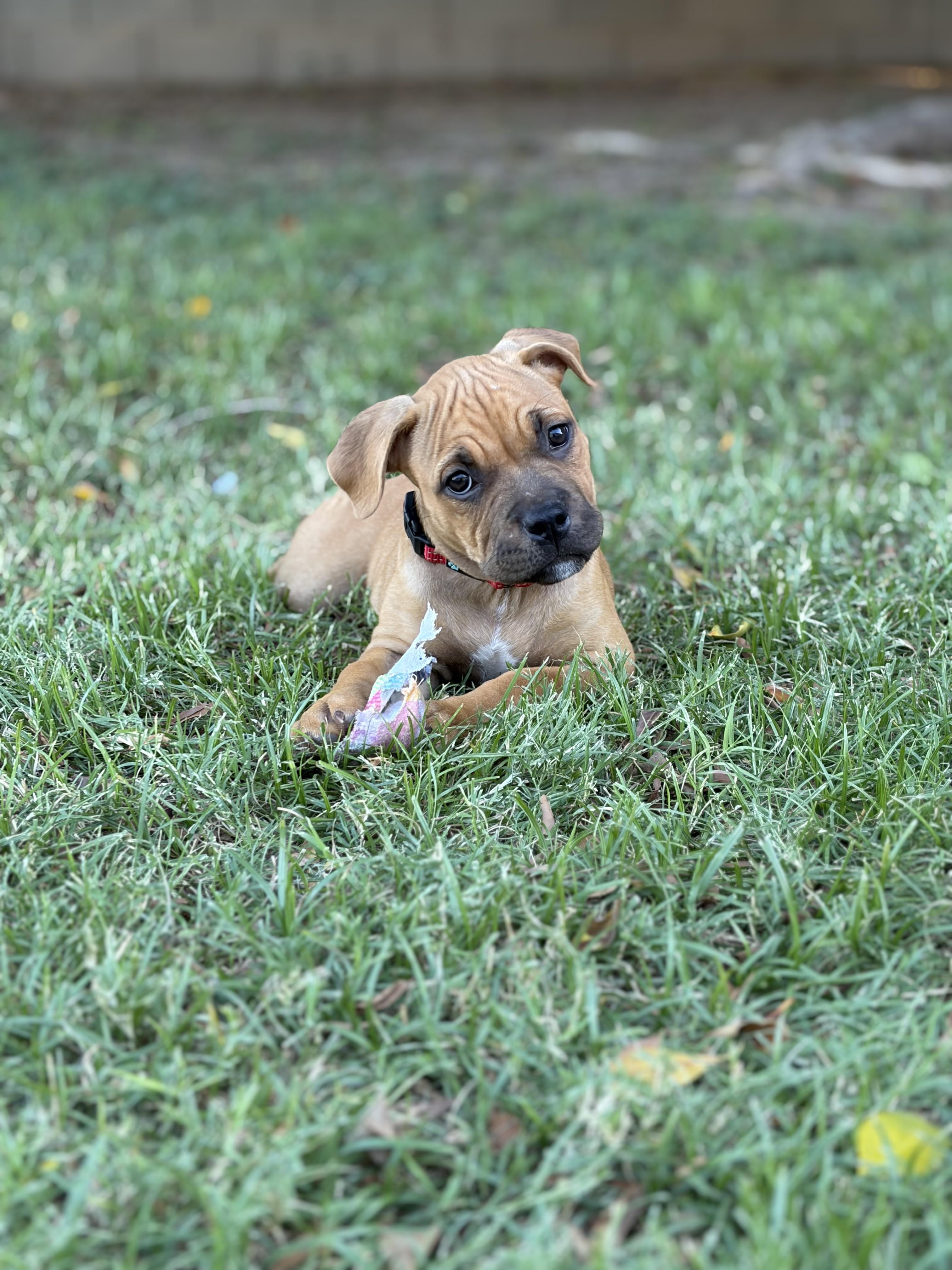 Enlarge Rose, a Adopted mixed breed in Chandler, AZ image 4/4