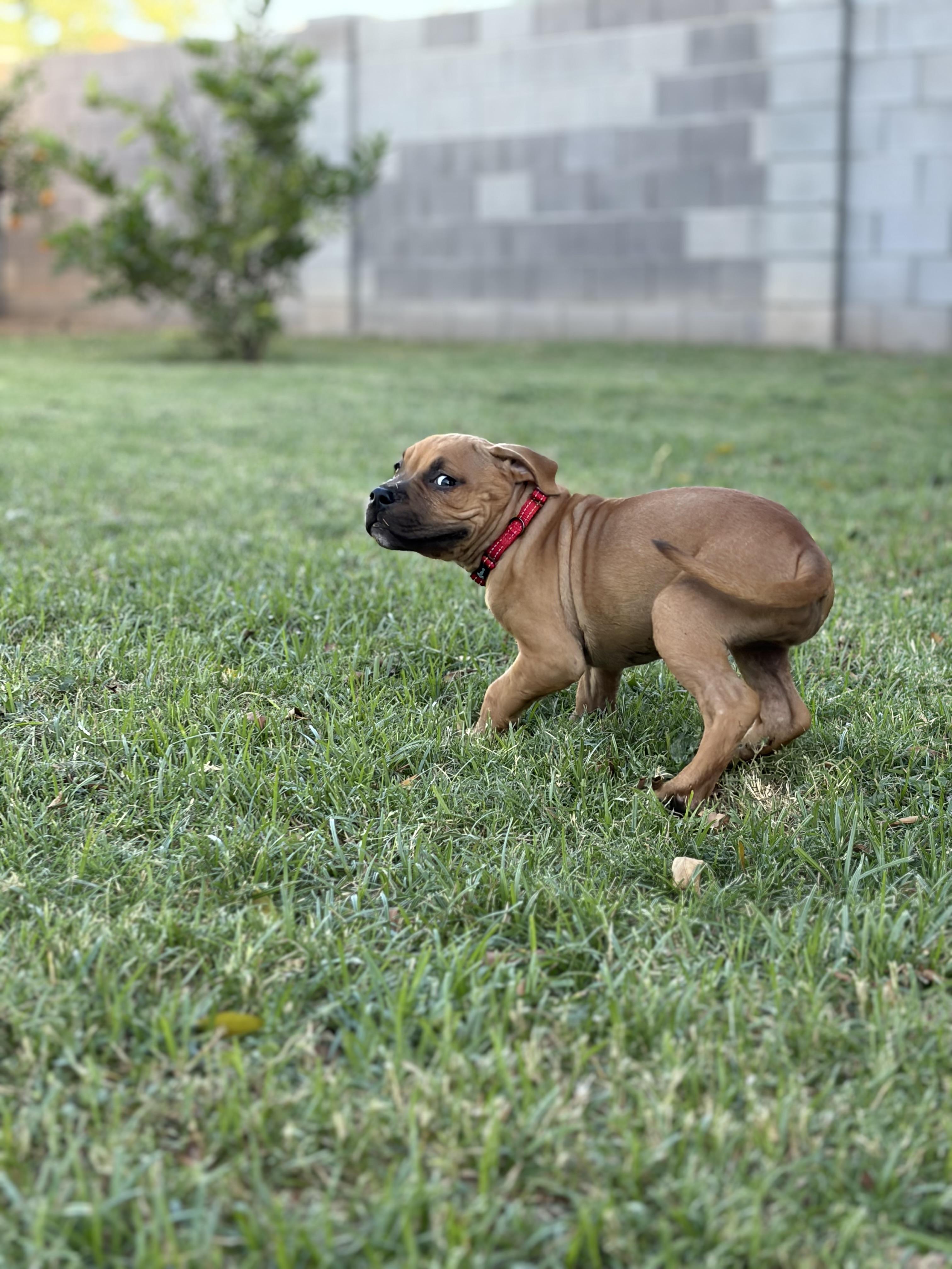 Enlarge Rose, a Adopted mixed breed in Chandler, AZ image 2/4