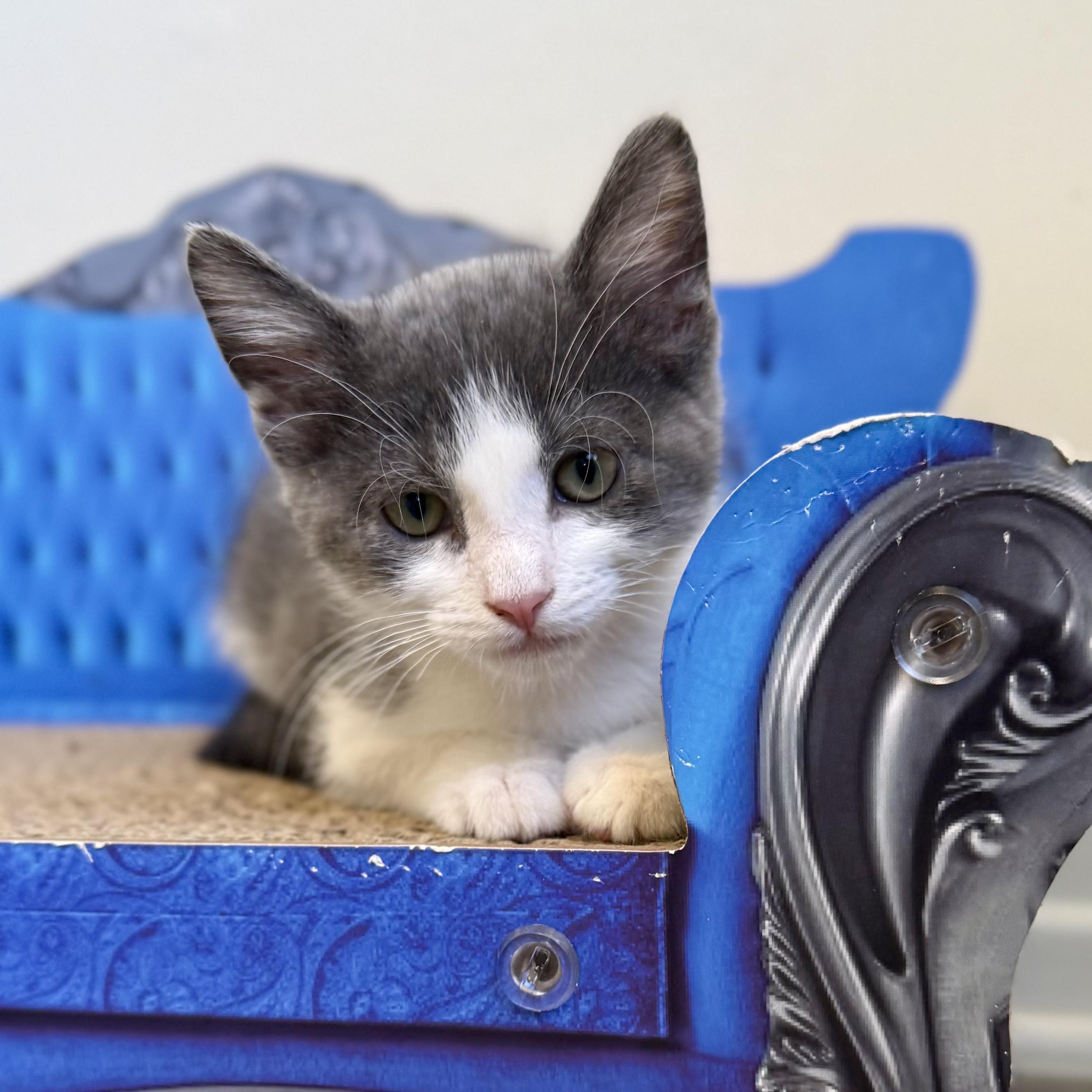 Lady Grey, an adopted Domestic Short Hair in Santa Monica, CA image 2/3