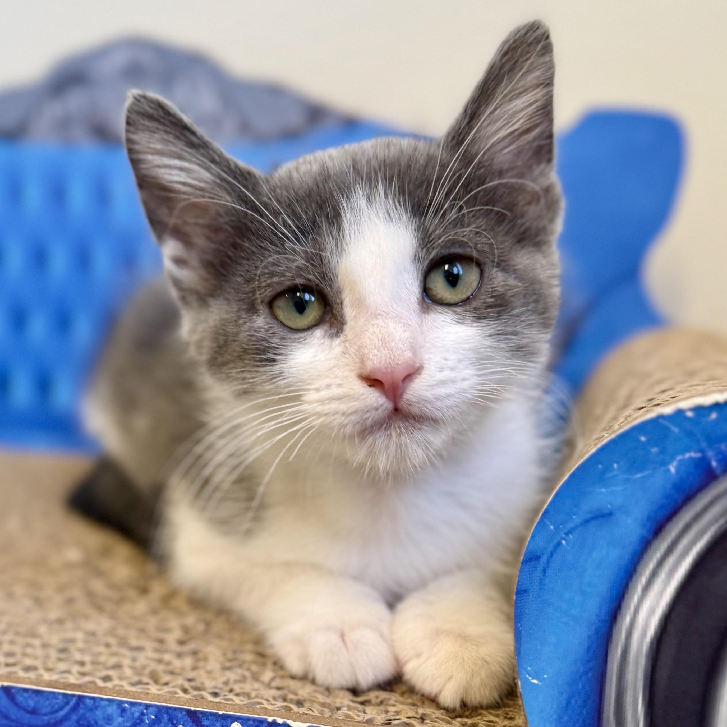 Lady Grey, an adopted Domestic Short Hair in Santa Monica, CA image 1/3