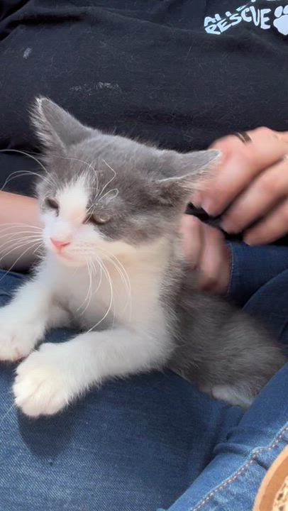 Enlarge Lady Grey, an adopted Domestic Short Hair in Santa Monica, CA video 3/3