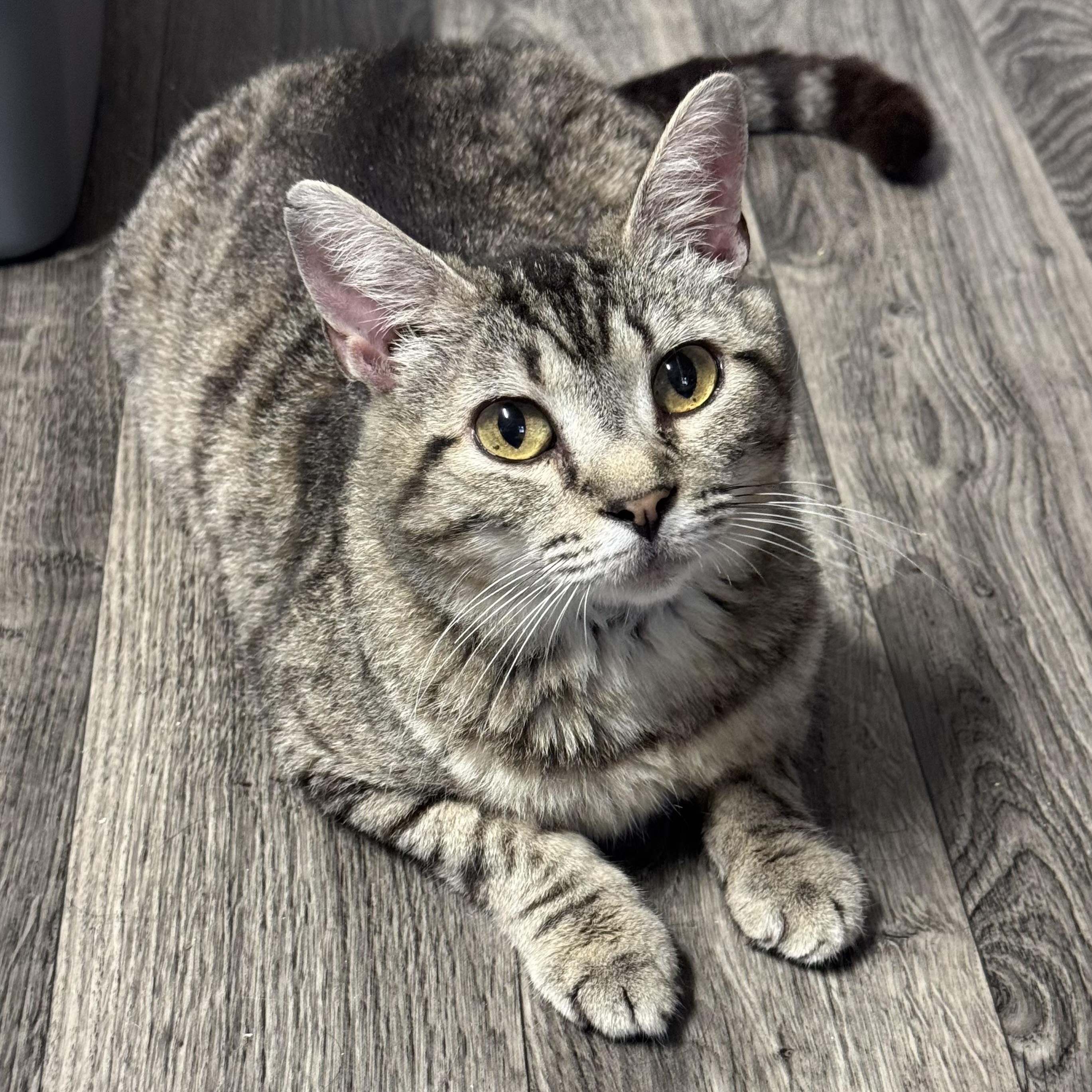 Mimosa, adoptable, Adult Female Domestic Short Hair.