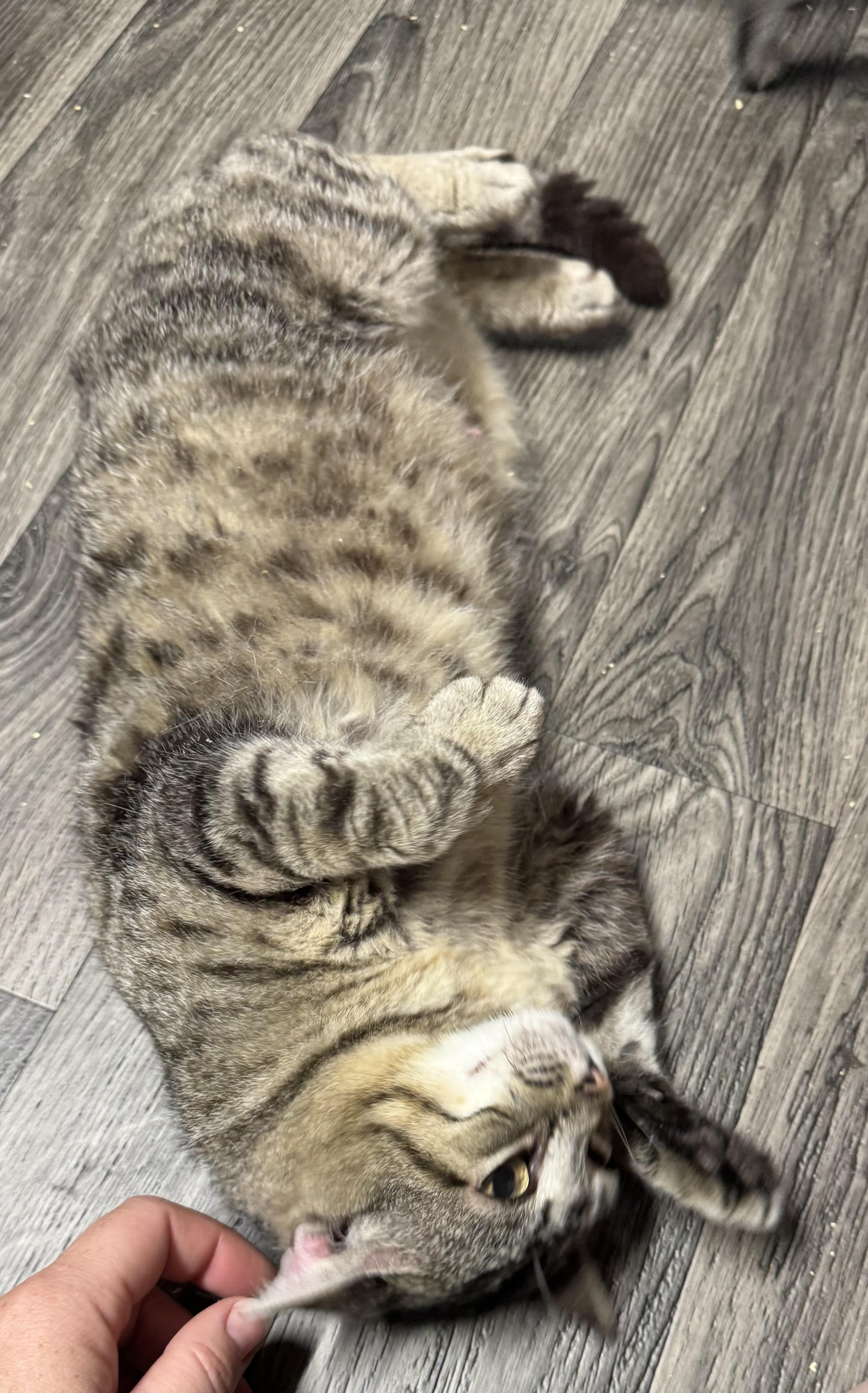 Mimosa, an adoptable Domestic Short Hair in Orange, VA image 2/2