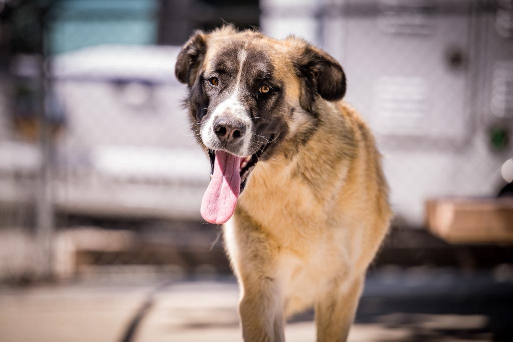 Mila, Adoptable, Adult Female Anatolian Shepherd.