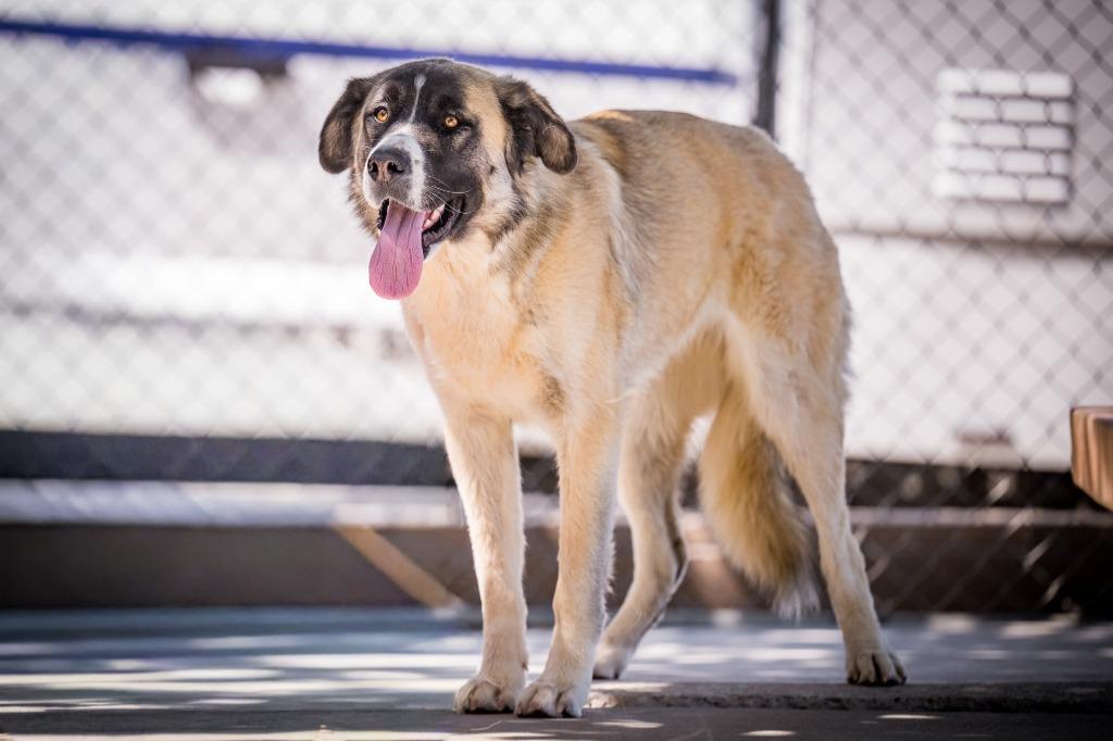 Mila, a Adoptable Anatolian Shepherd in Twentynine Palms, CA image 2/6