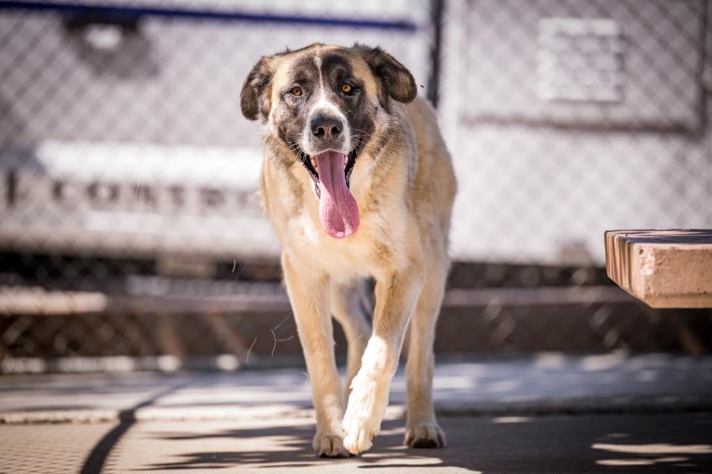 Mila, a Adoptable Anatolian Shepherd in Twentynine Palms, CA image 3/6