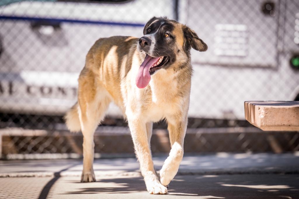 Mila, a Adoptable Anatolian Shepherd in Twentynine Palms, CA image 4/6