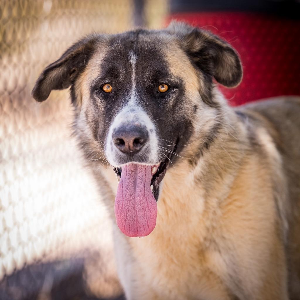 Mila, a Adoptable Anatolian Shepherd in Twentynine Palms, CA image 5/6