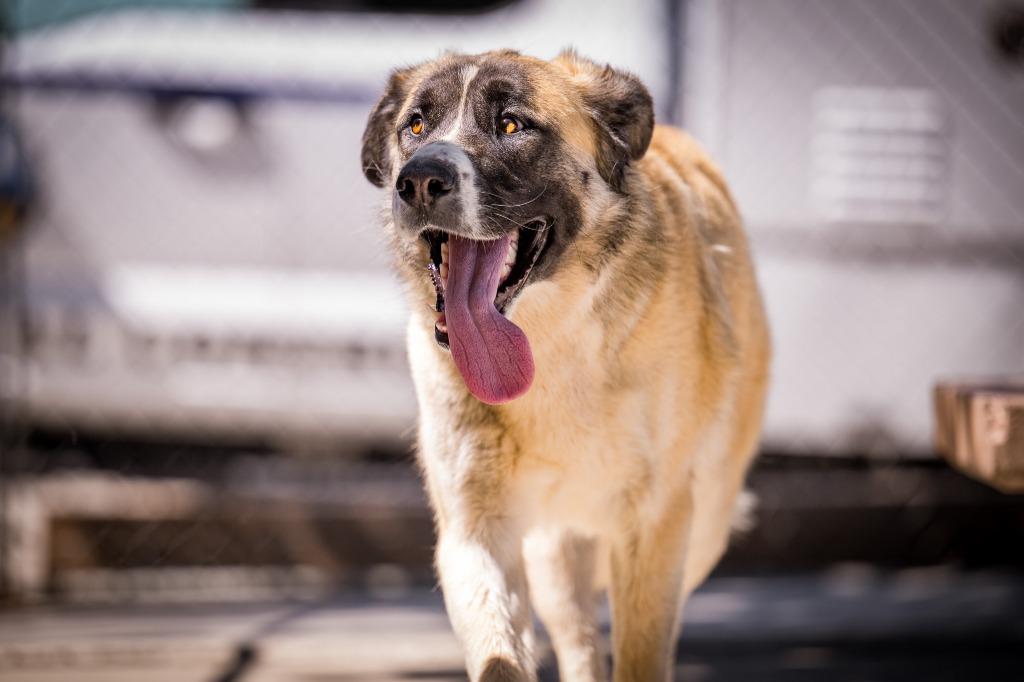 Mila, a Adoptable Anatolian Shepherd in Twentynine Palms, CA image 6/6