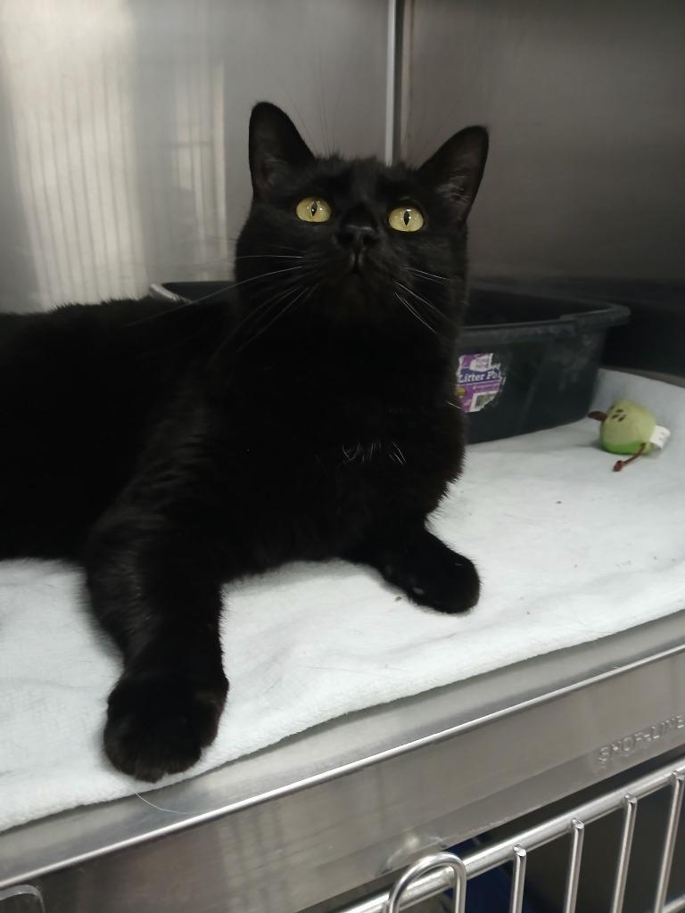 Enlarge Mary, a Adoptable mixed breed in Wintersville, OH image 1/6