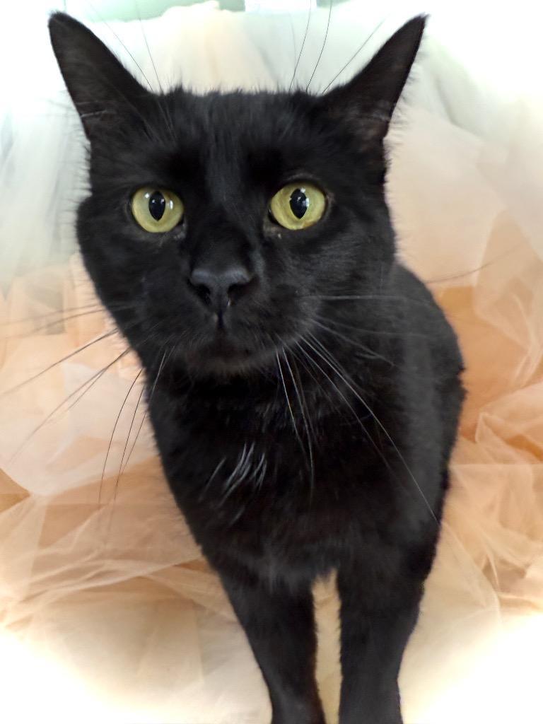 Enlarge Mary, a Adoptable mixed breed in Wintersville, OH image 2/6