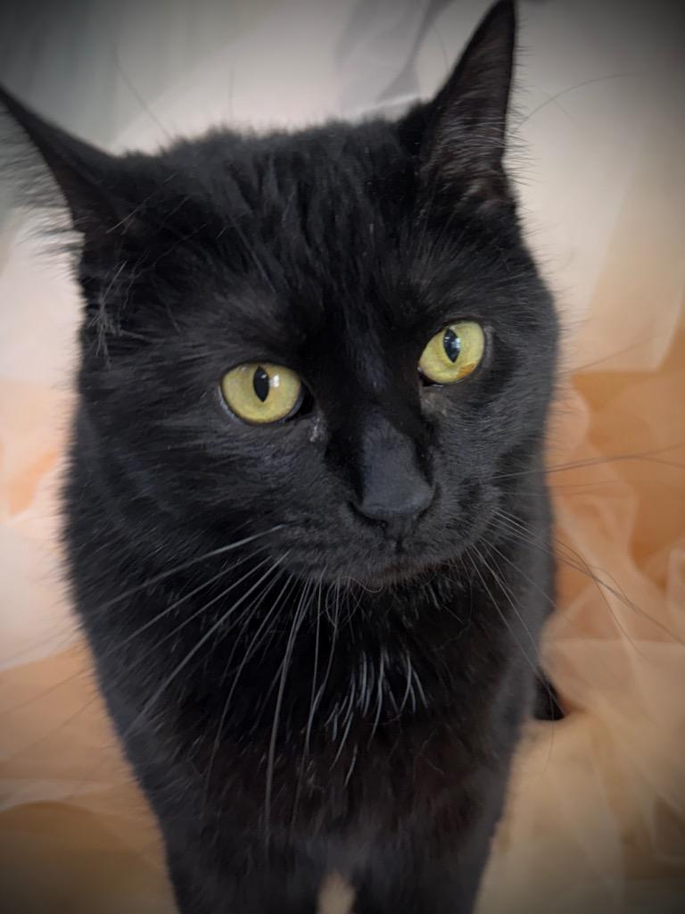 Enlarge Mary, a Adoptable mixed breed in Wintersville, OH image 3/6