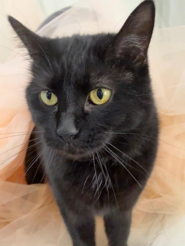 Enlarge Mary, a Adoptable mixed breed in Wintersville, OH image 4/6