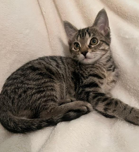 Enlarge Pixie, a Adoptable mixed breed in Rowlett, TX image 1/6