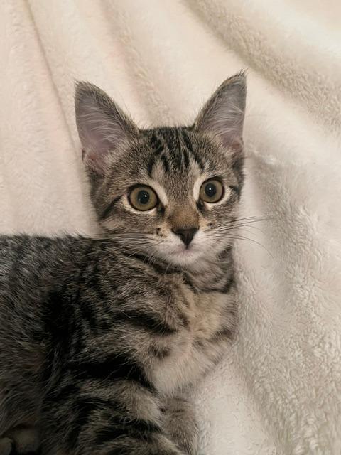 Enlarge Pixie, a Adoptable mixed breed in Rowlett, TX image 4/6