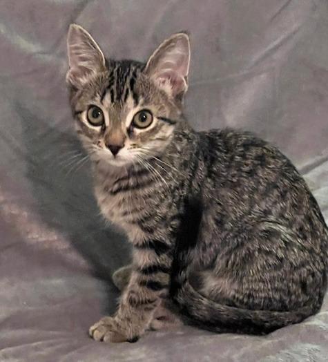 Enlarge Pixie, a Adoptable mixed breed in Rowlett, TX image 5/6