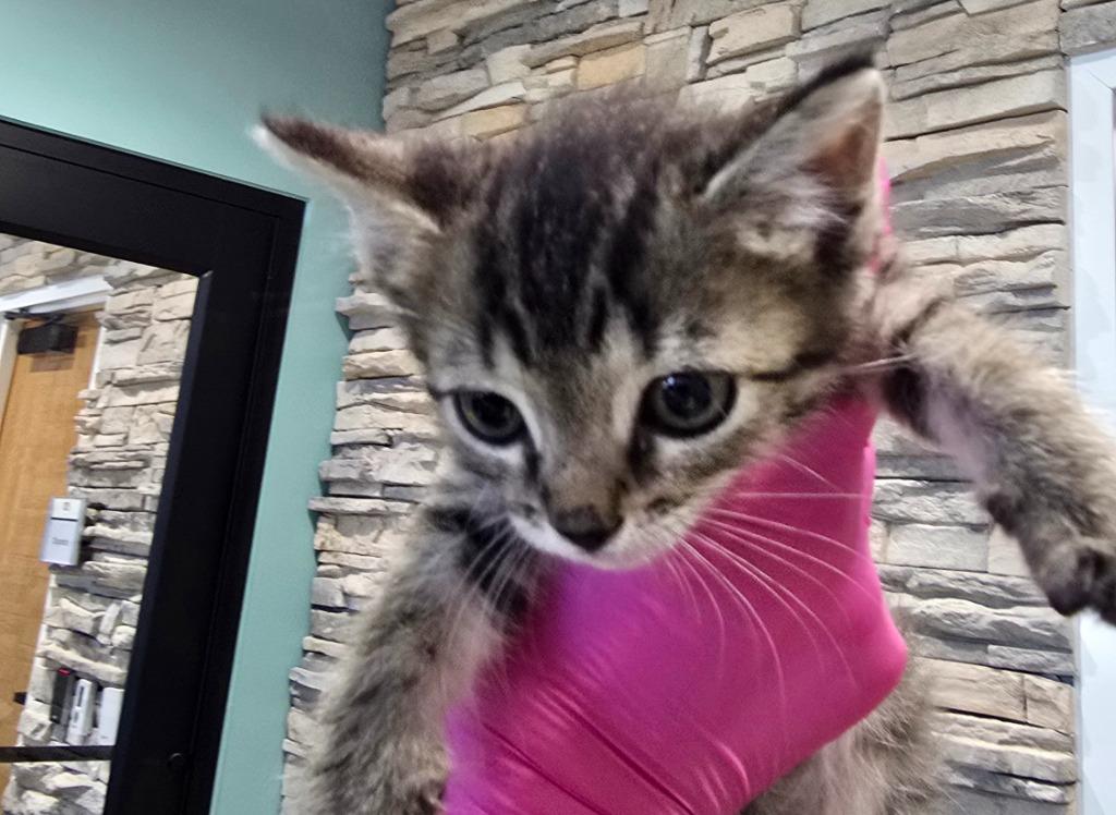 Enlarge Pixie, a Adoptable mixed breed in Rowlett, TX image 6/6
