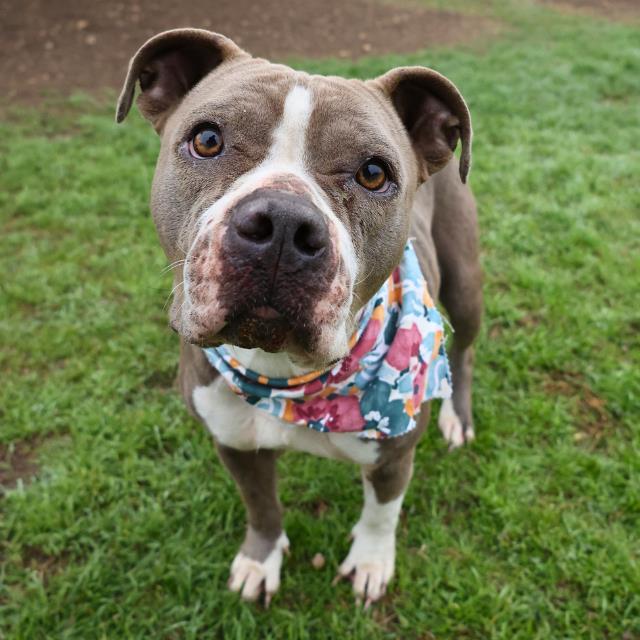 Enlarge MARTHA, a Adoptable mixed breed in San Antonio, TX image 1/1