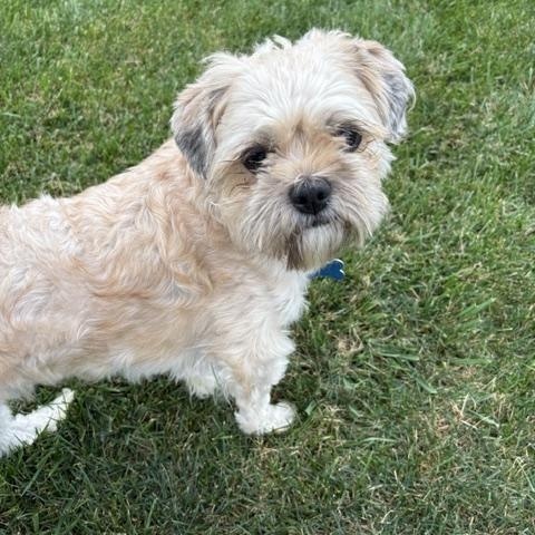 Enlarge Eddie, a Adoptable mixed breed in Brockport, NY image 2/4