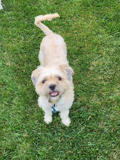 Eddie, Adoptable, Adult Male Shih Tzu & Poodle.