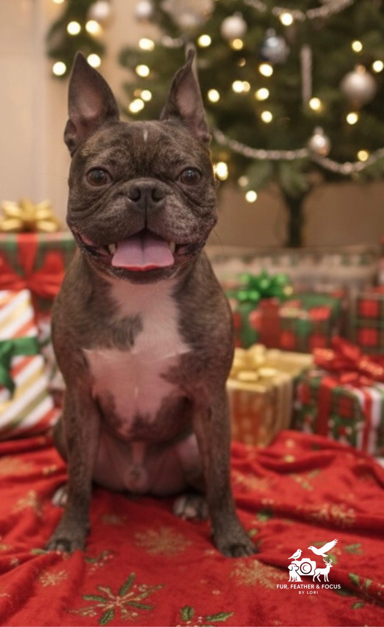 Max, ADOPTABLE, Young Male French Bulldog.