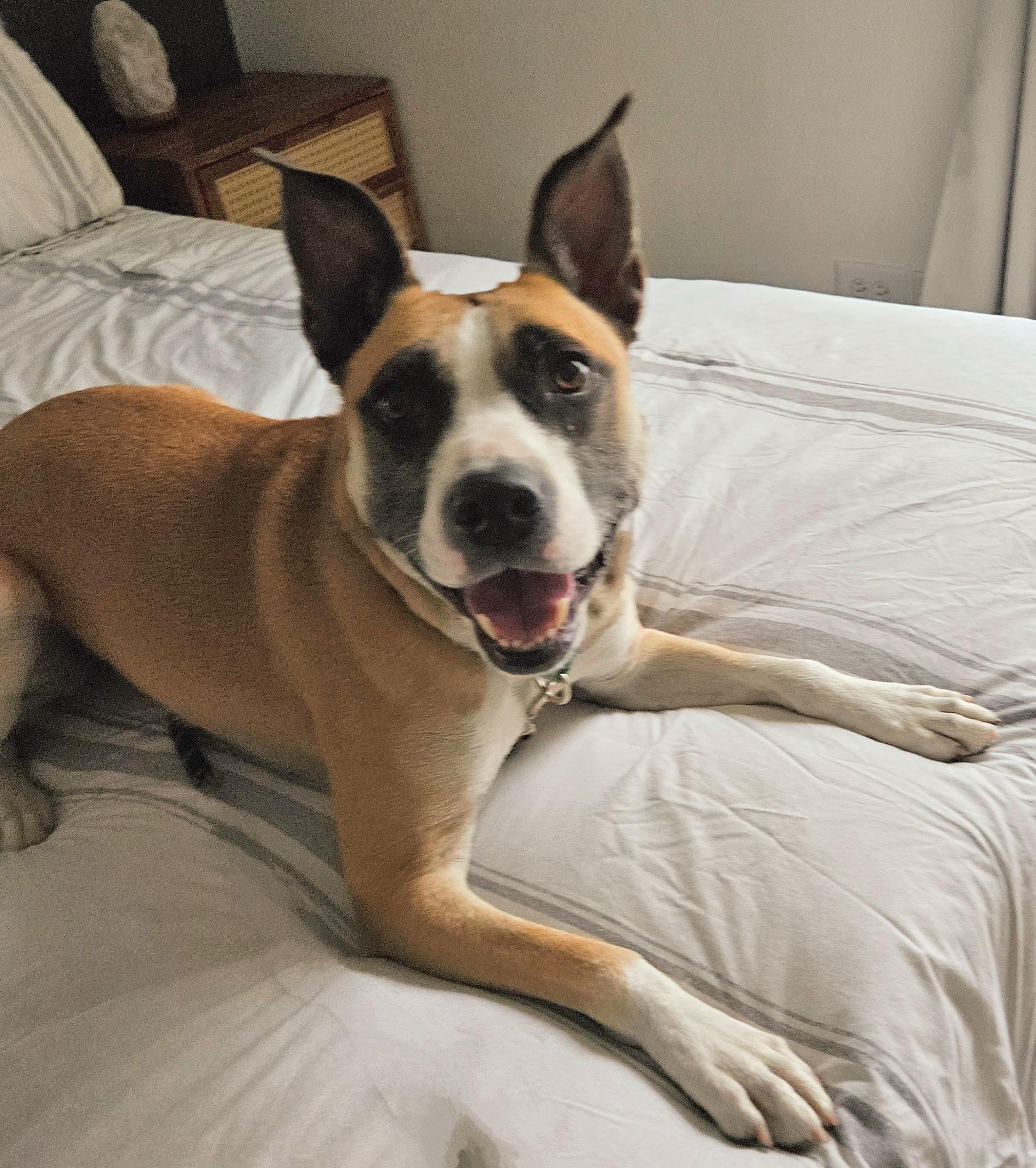 Enlarge Faye, a Adoptable mixed breed in Downers Grove, IL image 1/5