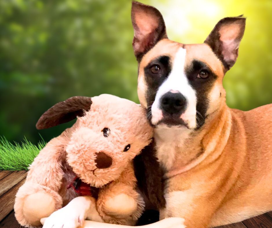 Enlarge Faye, a Adoptable mixed breed in Downers Grove, IL image 4/5