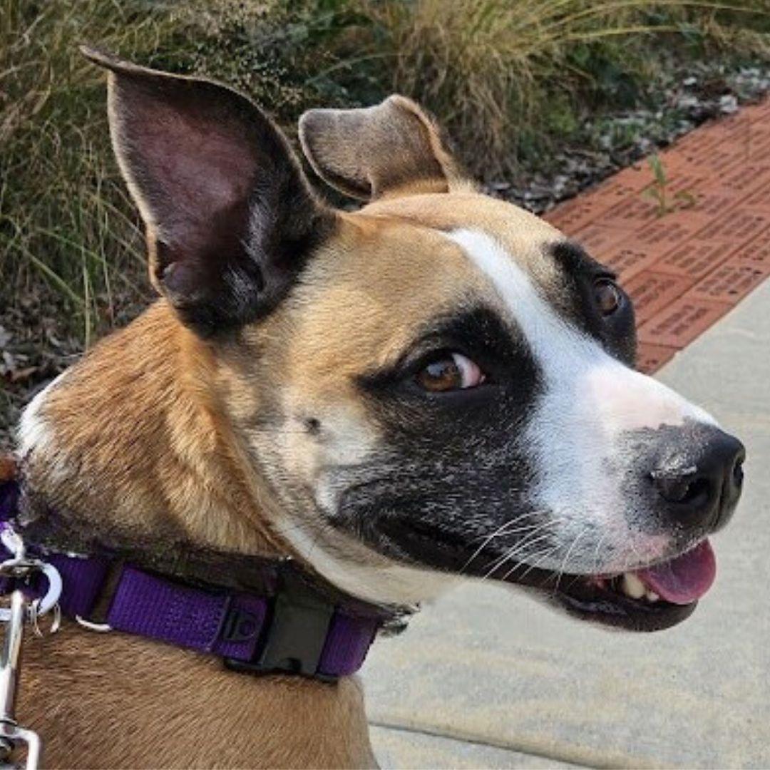 Enlarge Faye, a Adoptable mixed breed in Downers Grove, IL image 2/5