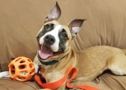 Enlarge Faye, a Adoptable mixed breed in Downers Grove, IL image 5/5