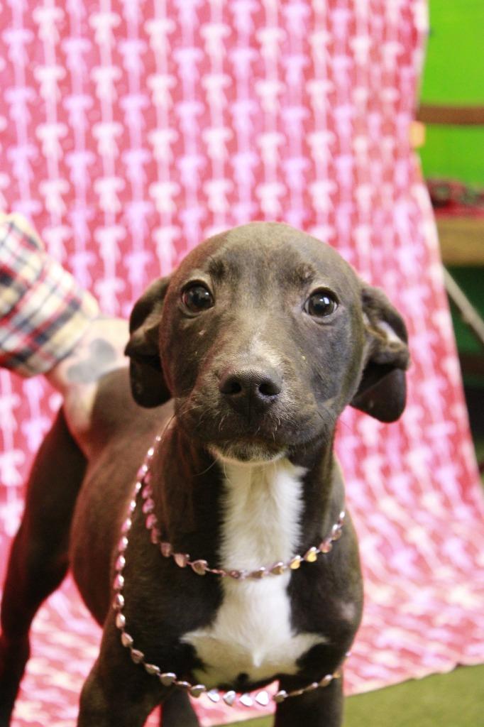Bryan, Adoptable, Puppy Male Mixed Breed.