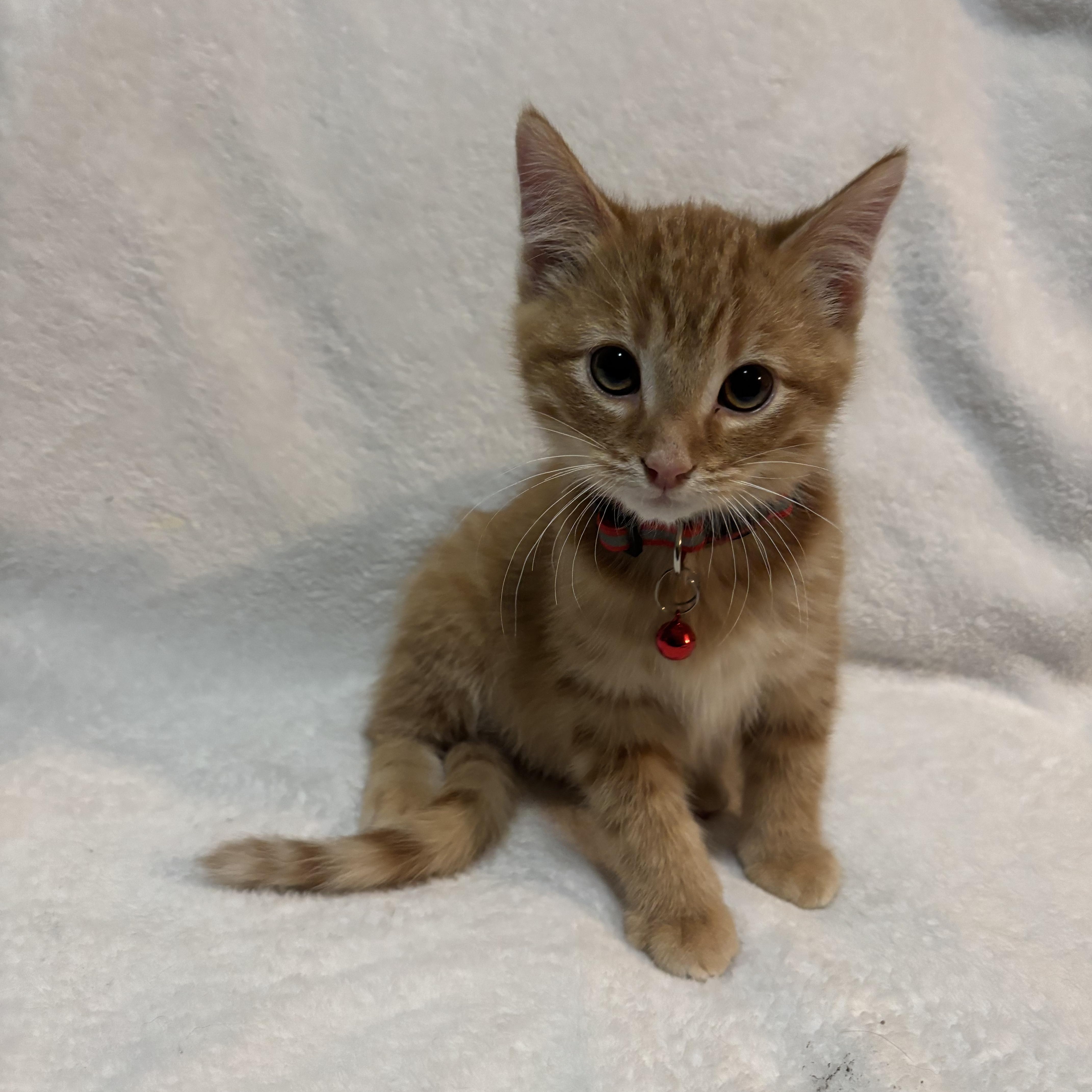 Enlarge Corn Dog, a Adopted Domestic Short Hair in Farmington, MN image 1/1