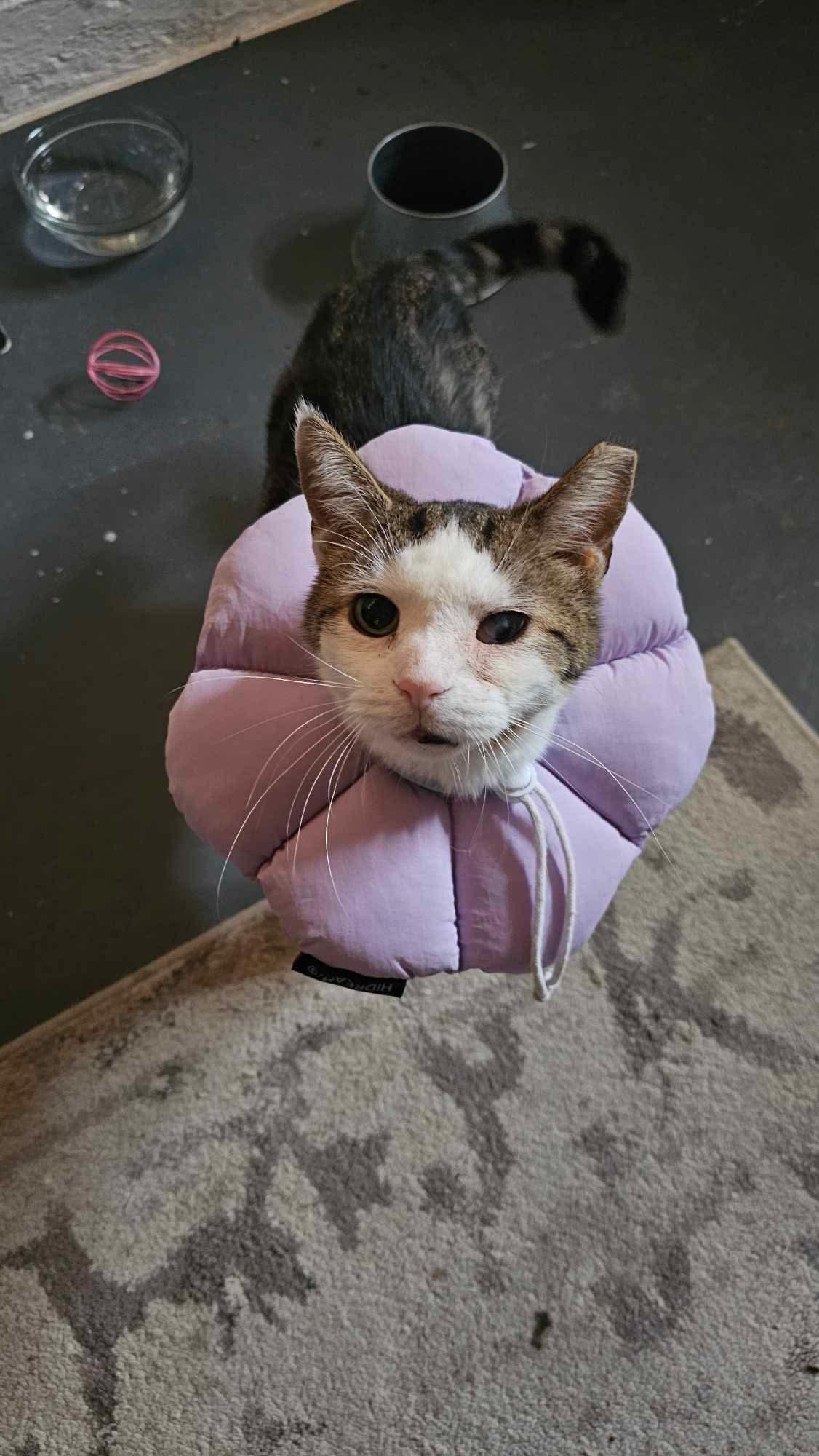 Sweet Potato, a ADOPTABLE Domestic Short Hair in Cleveland, OH image 5/6