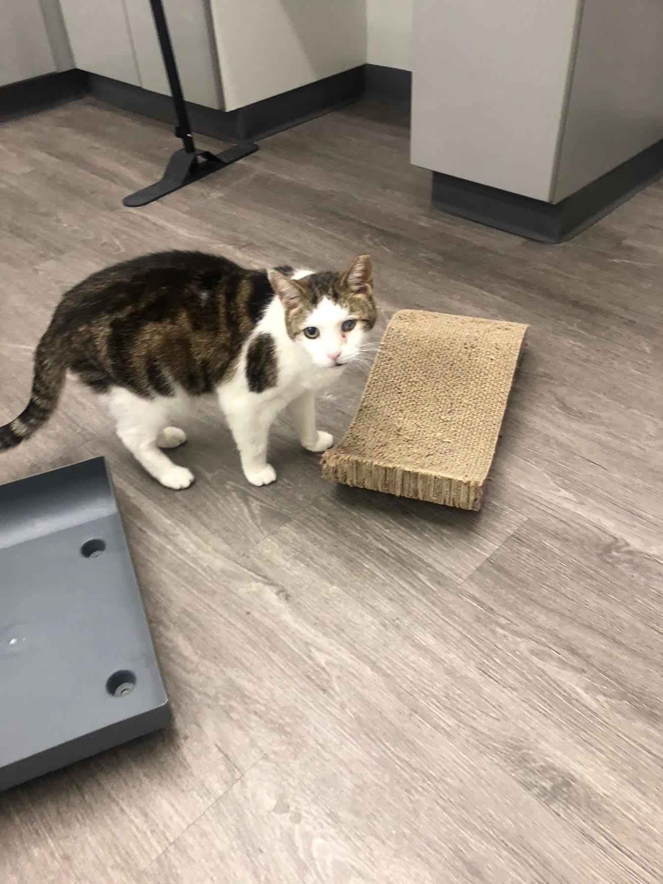 Sweet Potato, a ADOPTABLE Domestic Short Hair in Cleveland, OH image 2/6