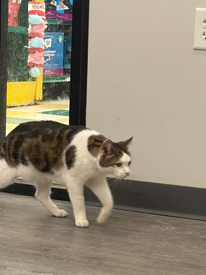 Sweet Potato, a ADOPTABLE Domestic Short Hair in Cleveland, OH image 4/6