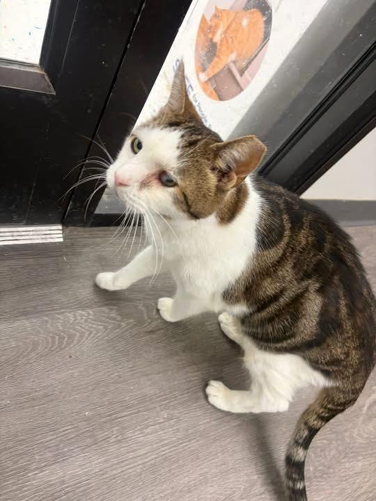 Sweet Potato, a ADOPTABLE Domestic Short Hair in Cleveland, OH image 1/6