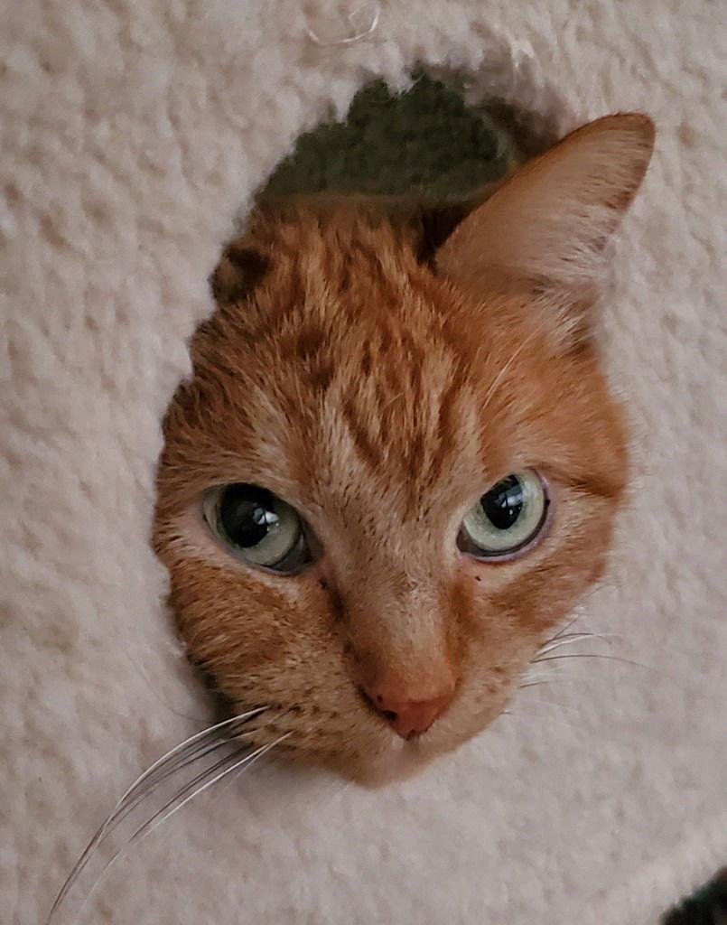 Enlarge Ziggy, a Adoptable Domestic Short Hair in Battle Ground, WA image 1/3