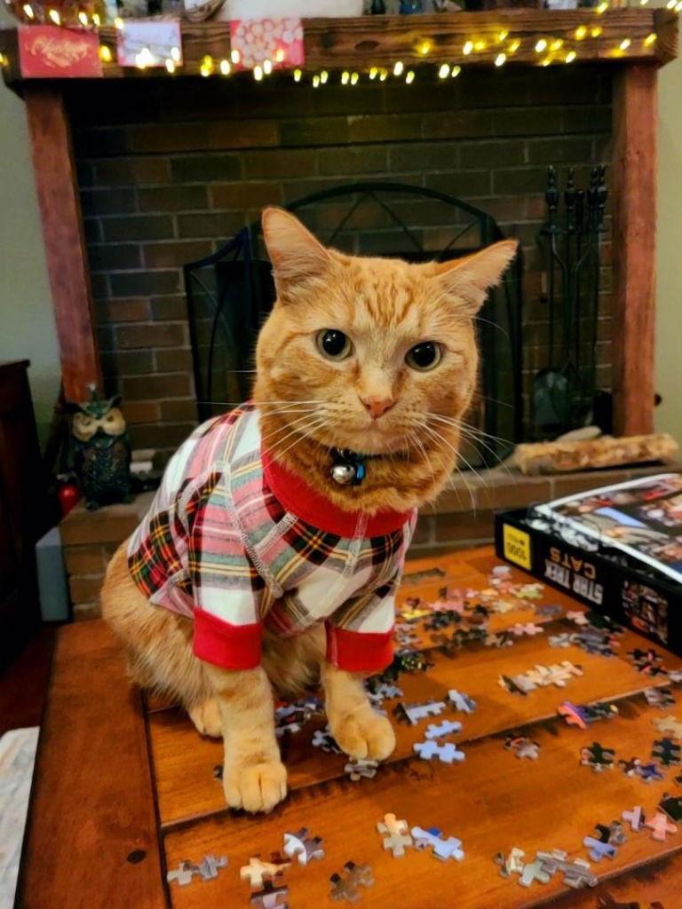 Enlarge Ziggy, a Adoptable Domestic Short Hair in Battle Ground, WA image 2/3