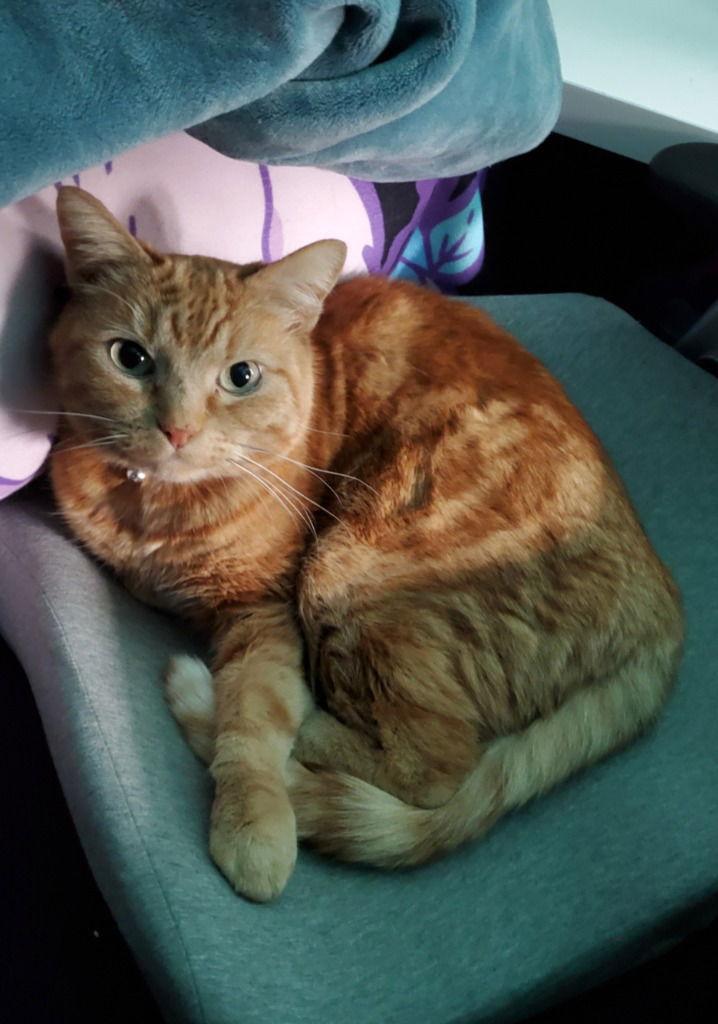 Enlarge Ziggy, a Adoptable Domestic Short Hair in Battle Ground, WA image 3/3