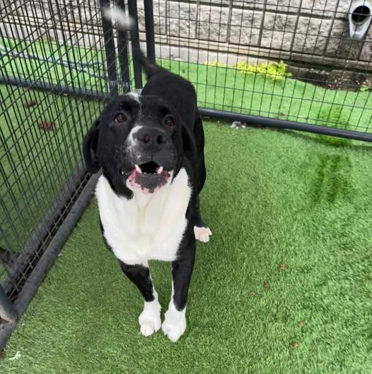 Hank, a Adopted Labrador Retriever in Rowlett, TX image 1/3