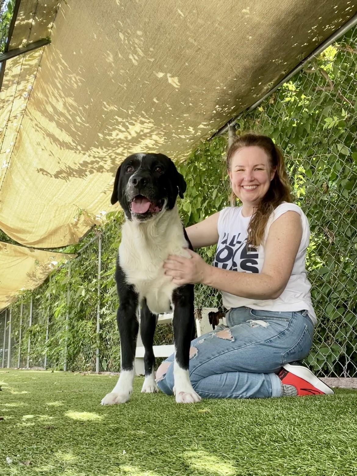 Hank, a Adopted Labrador Retriever in Rowlett, TX image 2/3