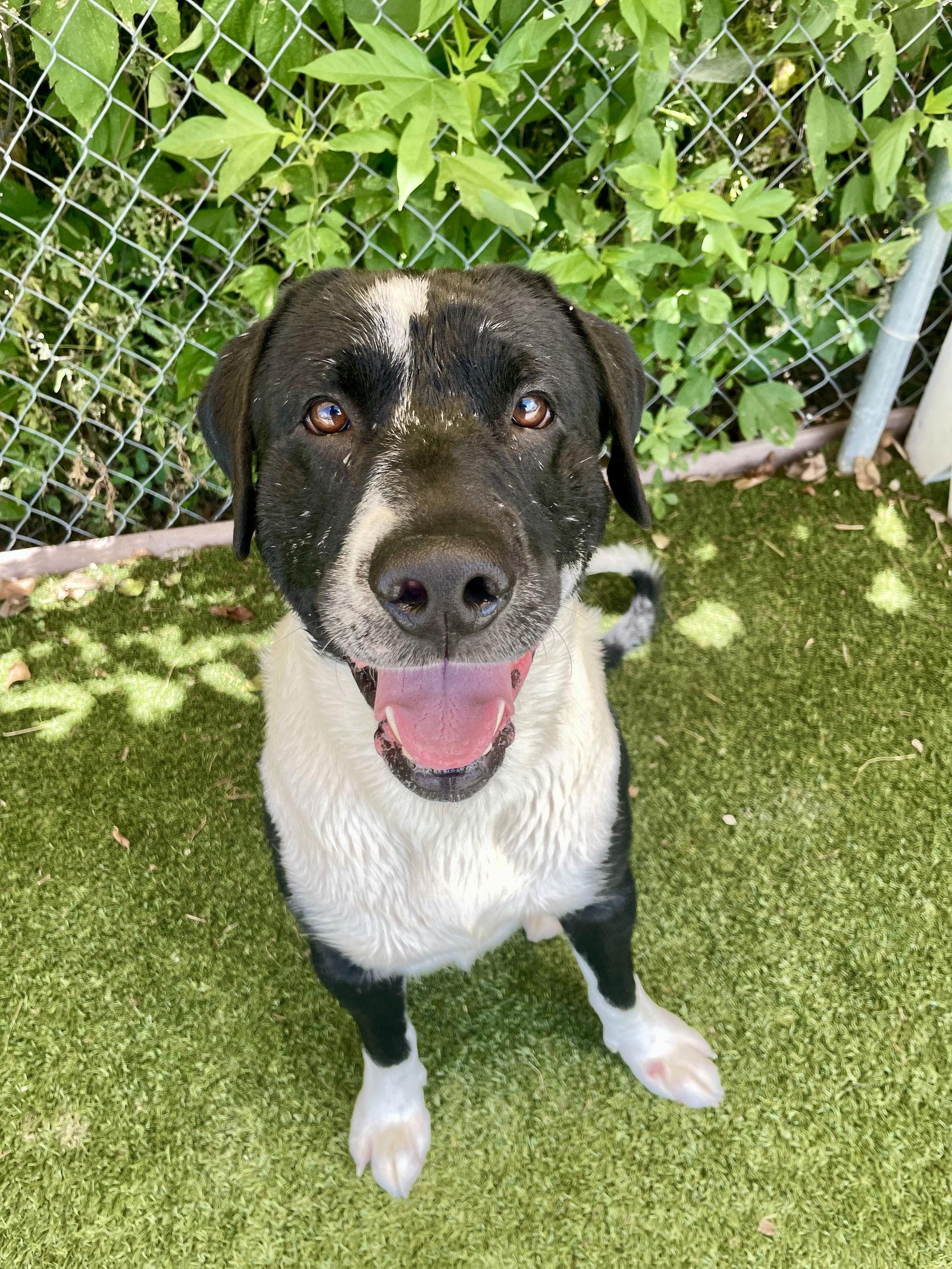 Hank, a Adopted Labrador Retriever in Rowlett, TX image 3/3