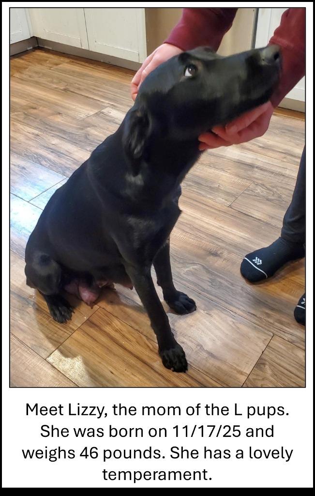 Enlarge Lewis, a Adoptable mixed breed in Thompson Falls, MT image 1/2