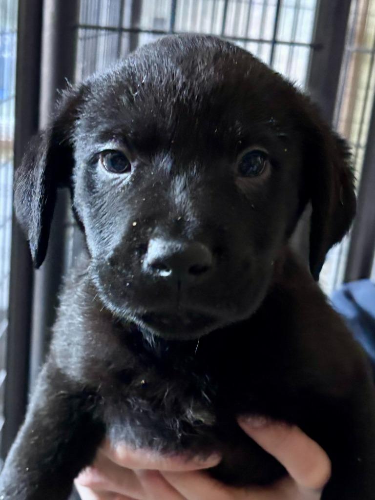 Enlarge Lewis, a Adoptable mixed breed in Thompson Falls, MT image 2/2
