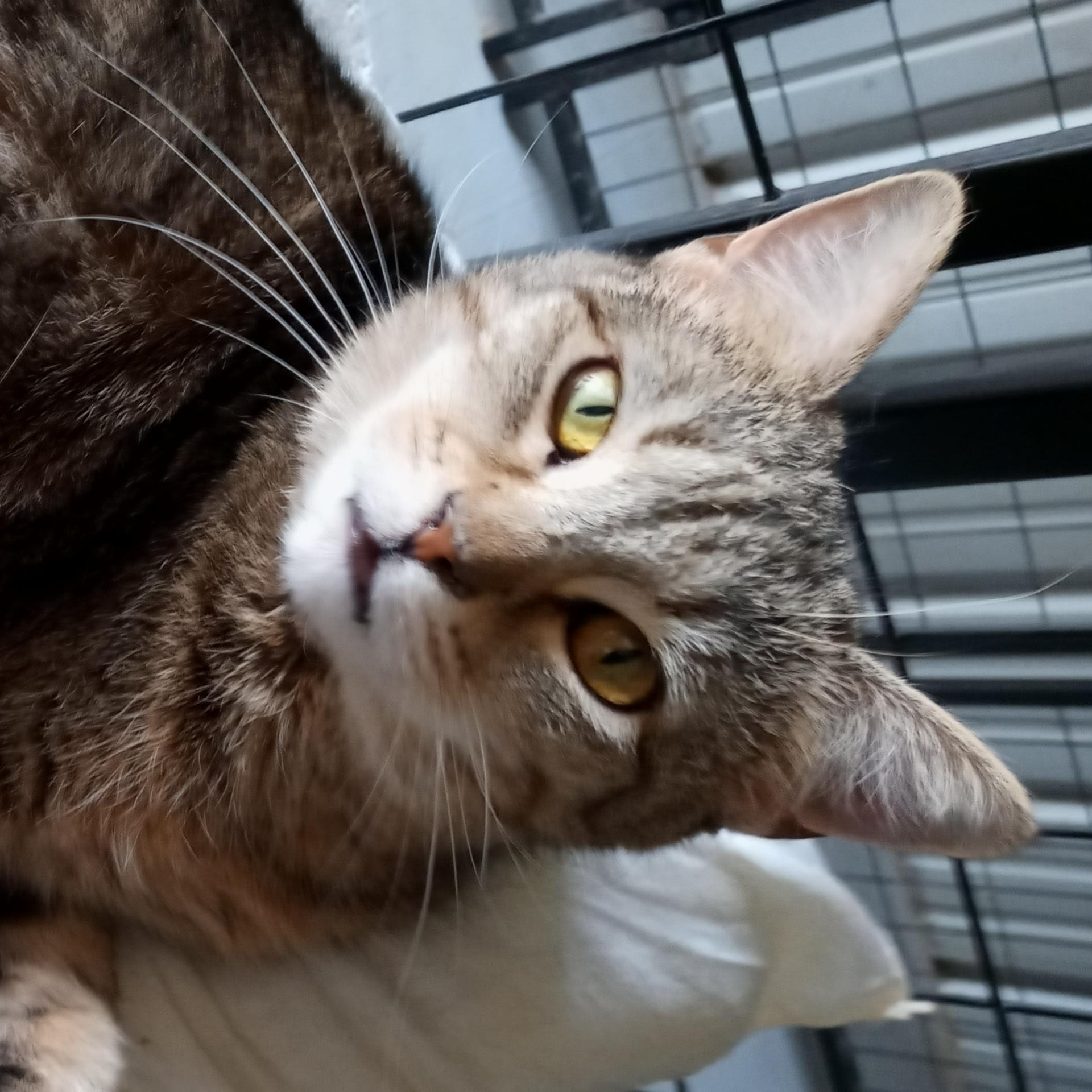 Chloe, an adoptable Tiger, Domestic Short Hair in Laurelville, OH, 43135 | Photo Image 2
