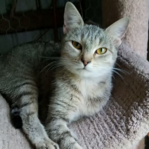 Chloe, a Adoptable mixed breed in Laurelville, OH image 1/6