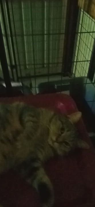 Enlarge Chloe, a Adoptable mixed breed in Laurelville, OH video 6/6