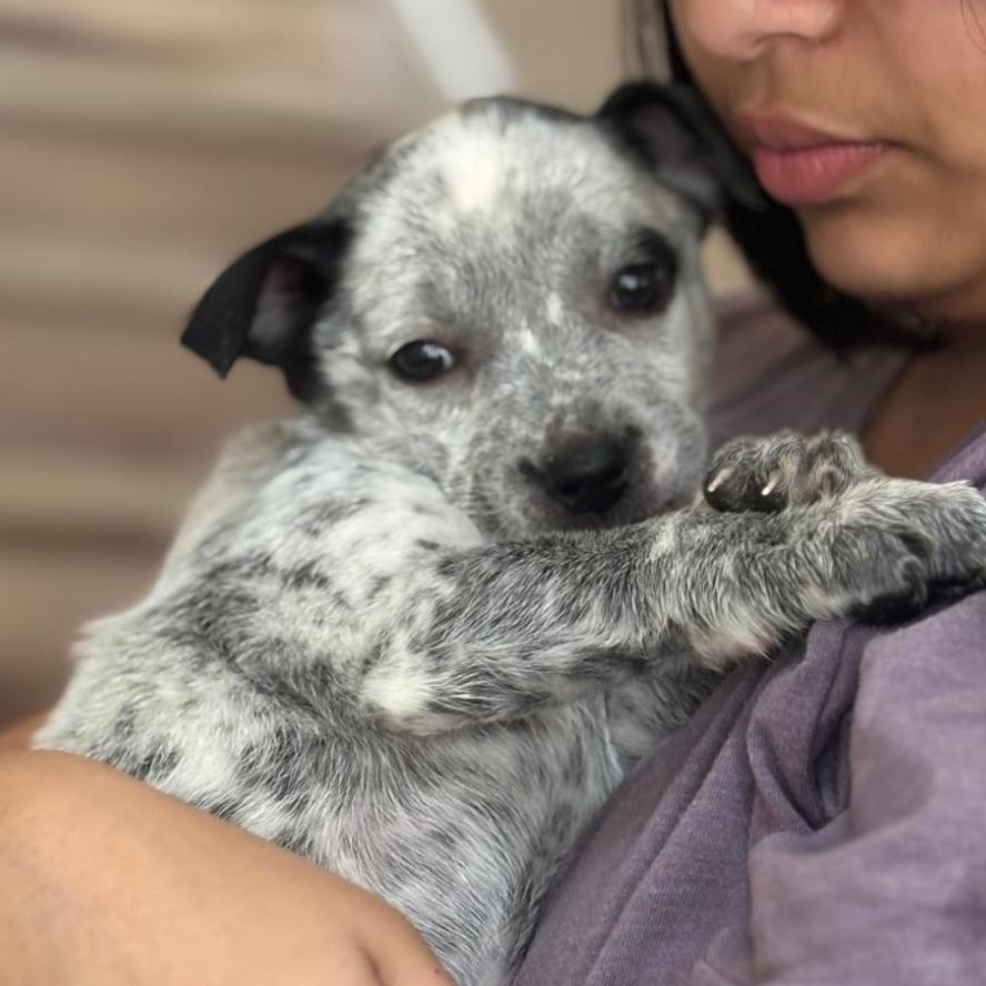 PROMISE, Adoptable, Puppy Female Terrier.